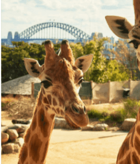 Taronga Zoo