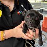 Safety Concerns at Animal Rehoming Centre – Urgent Action Underway